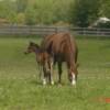 Gypsy and her baby Harmony.