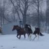 Gypsy and her big baby Minnie in the snow.