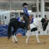 2009 Hoosier Horse Fair. Amy Gibson riding King Blue Maximum.