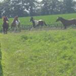 Some of the horses at Rocky Road Ranch.
