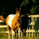 T and Gypsy with Q trying to check them out!