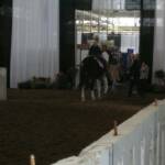Max and I walking out of the arena at the Hoosier Horse Fair stallion row 2008.