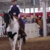 Max at the Hoosier Horse Fair and after Horse Poo Whitening Shampoo.