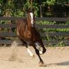 The Big Ace. March 2008. A new son of King Blue Maximum and a Great grandson of Seattle Slew.  Thanks Jennifer for breeding your mare to Max. Hope you love your little (big) guy.